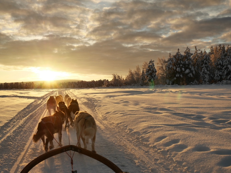 dog-sledding