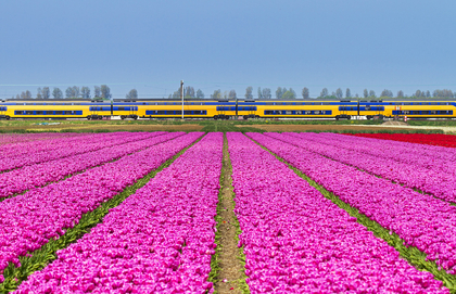 Tulips in the Netherlands