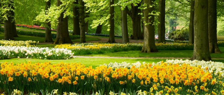 Spring flowers in the Netherlands